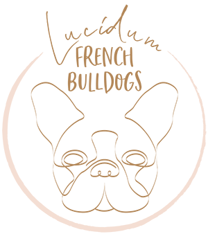 Lucidum French Bulldogs