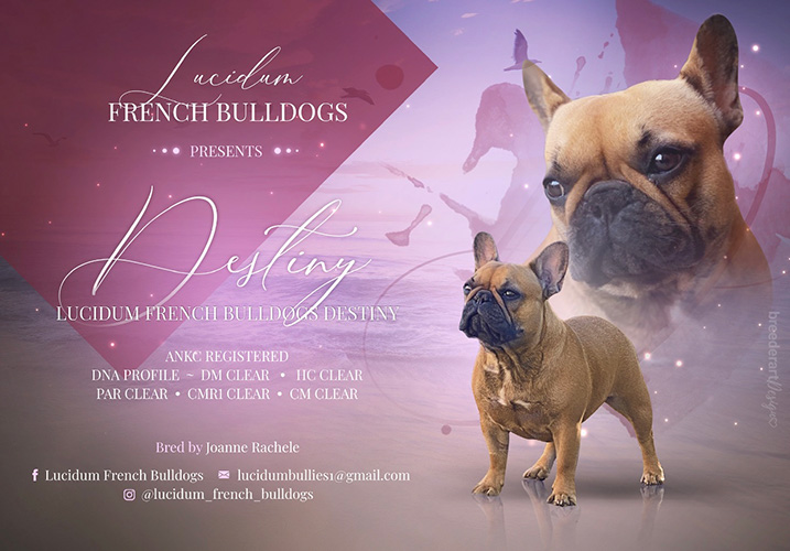 female french bulldog