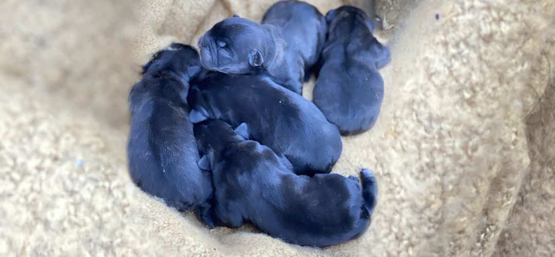 new litter of french bulldogs