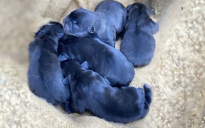 New Litter has Arrived
