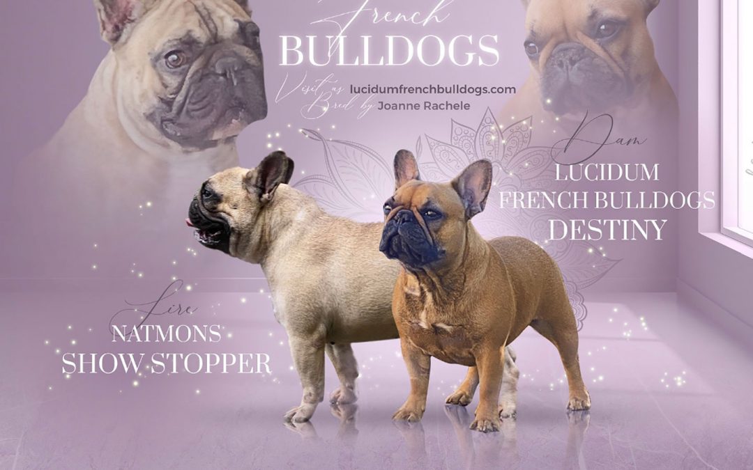 lucidum french bulldog puppies