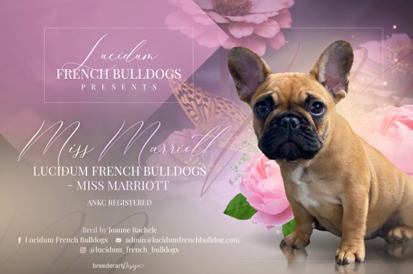 Lucidum French Bulldog Marriott
