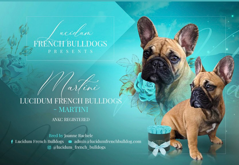 Lucidum French Bulldog Martini