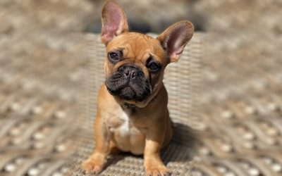 New Puppy FAQ
