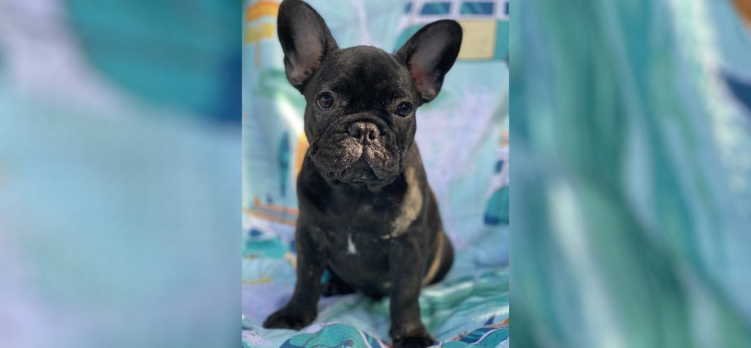 Male French Bulldog Puppy ready for his furever home
