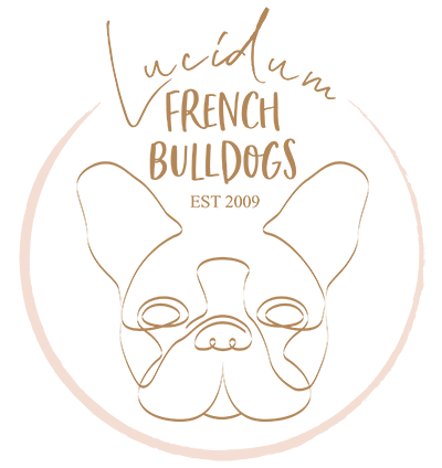 Lucidum French Bulldogs